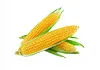 Customization process of intelligent maize processing production line